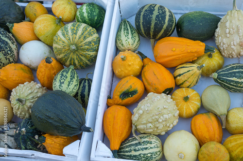 Weird cucurbita (squash, pumpkin, gourd) varieties on a market. Edible fruits of squash in an assortment of colors and sizes photo