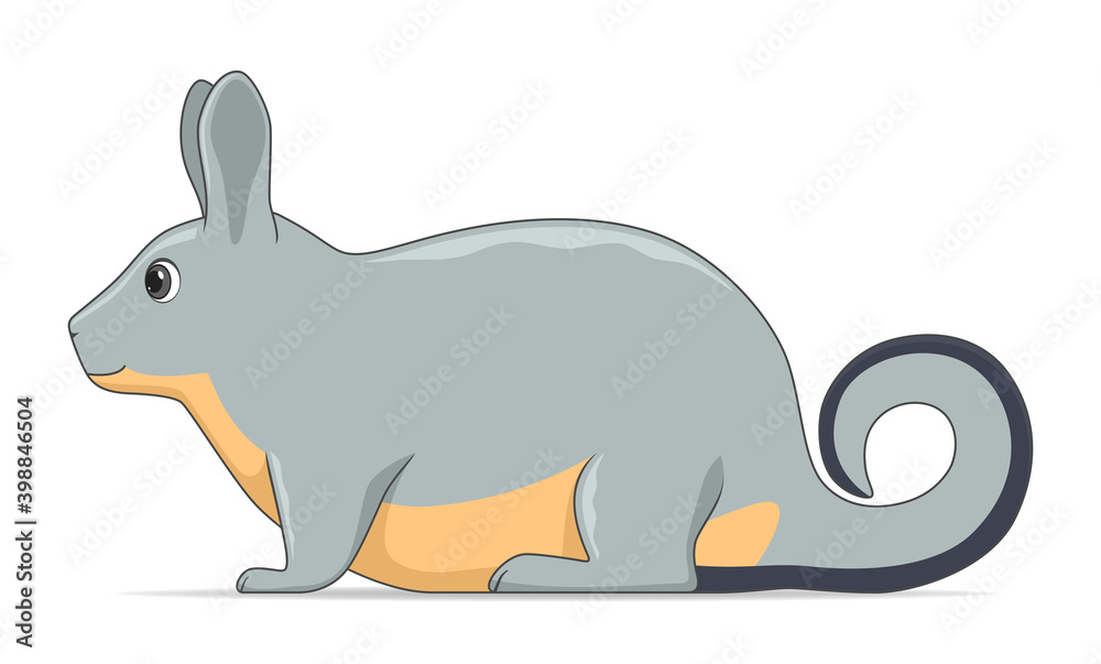 Viscacha animal standing on a white background Viscacha animal standing on a white background