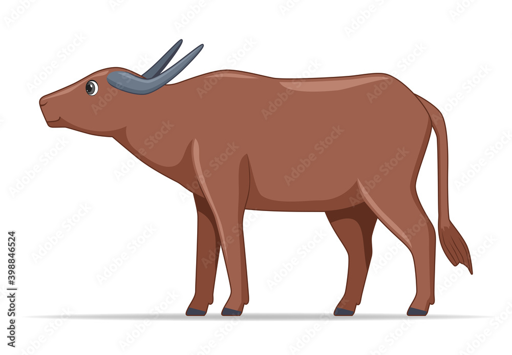 Water buffalo animal standing on a white background