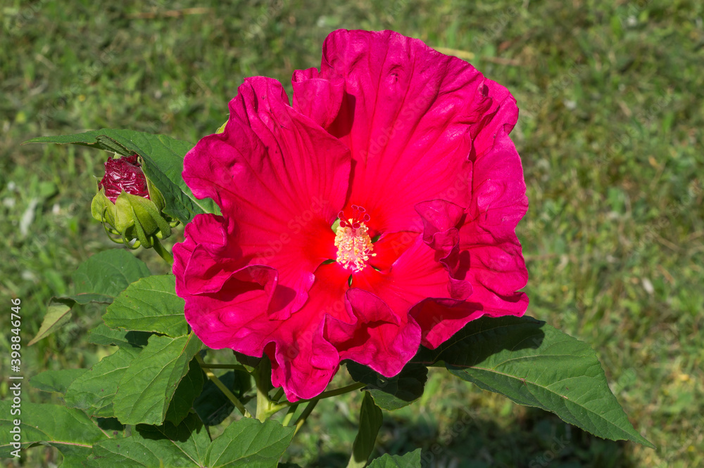 Jazzberry Jam Hibiscus (rose mallow, hardy hibiscus, hibiscus