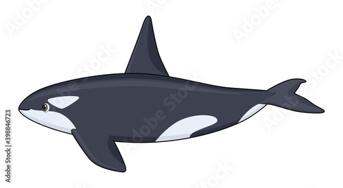 Killer whale fish on a white background