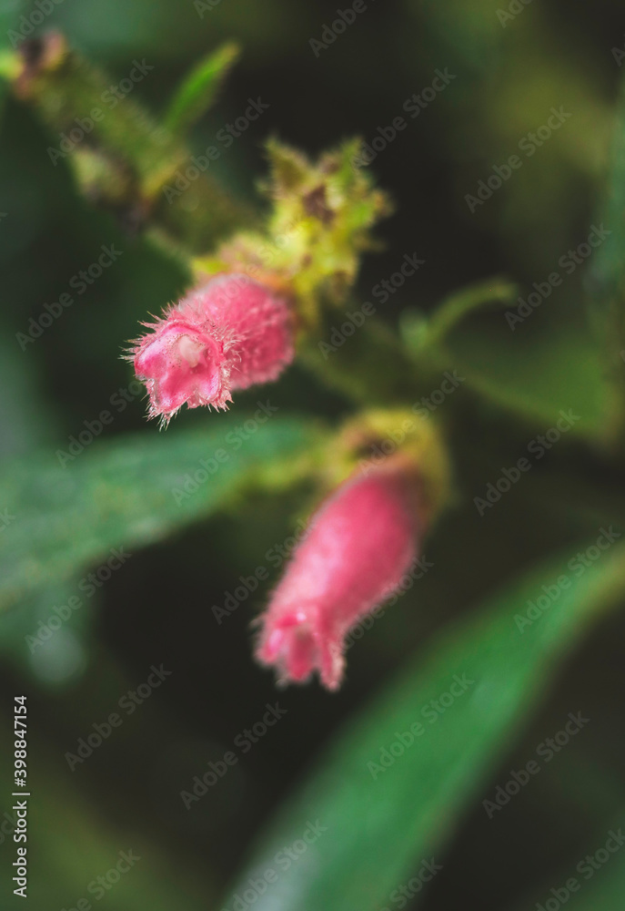 macro of a pink flower macro of a pink flower