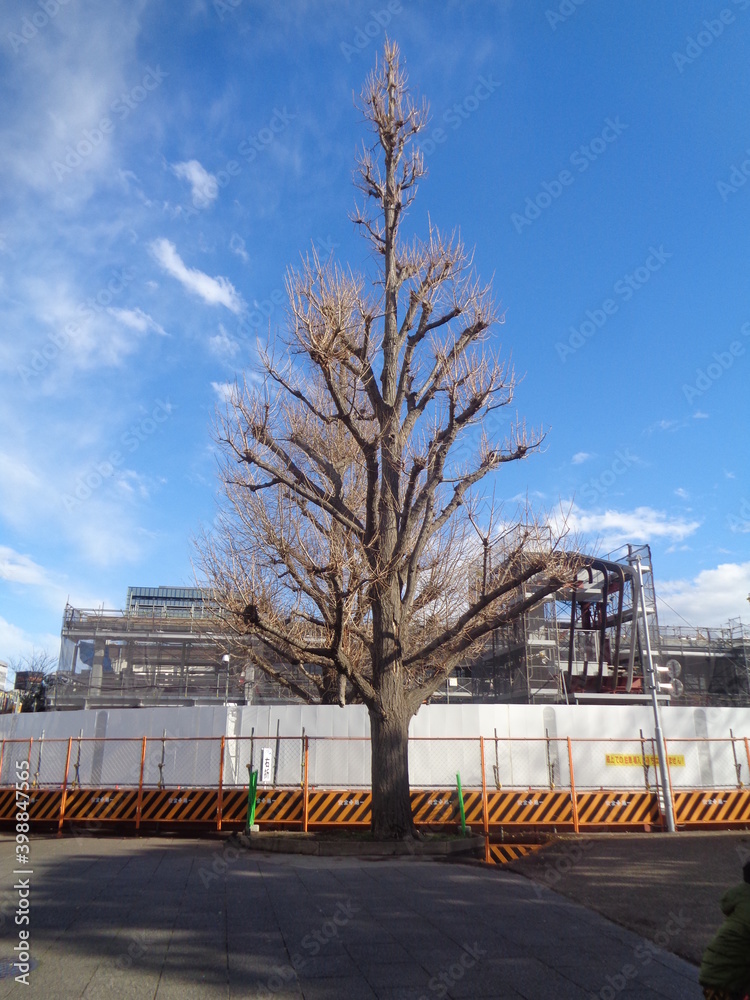 Obraz premium winter in the park