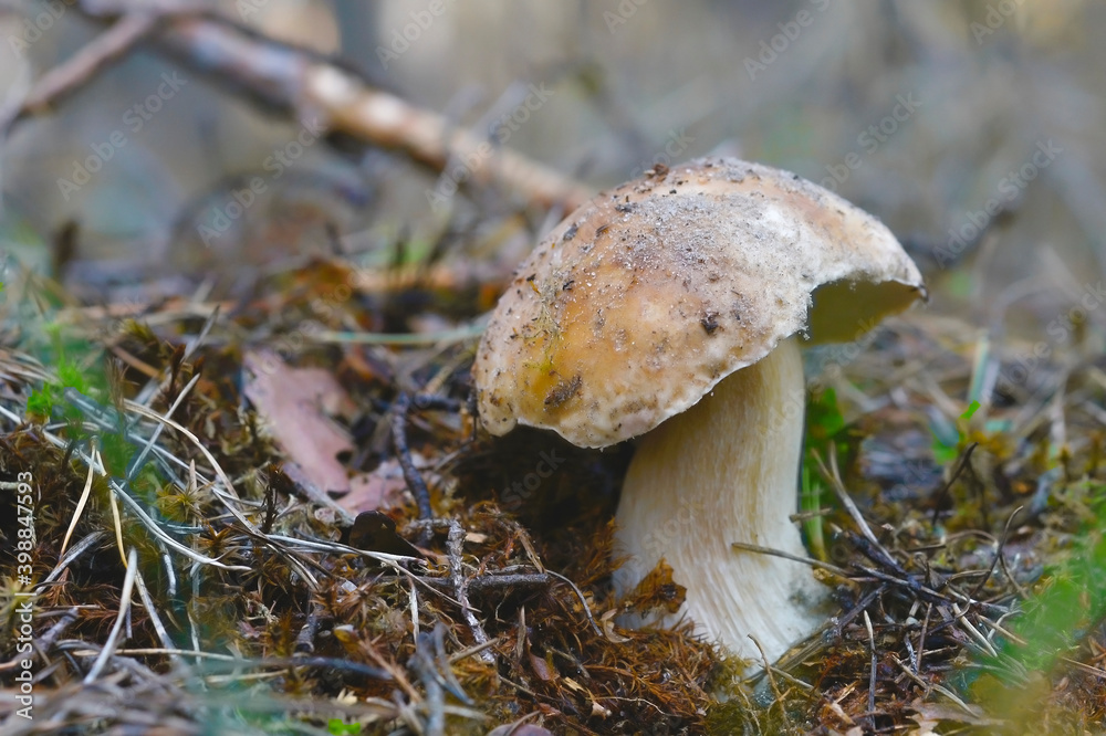 Mushrooming. Boletus edulis (cep fungus, penny bun, porcini) growing on the forest cover in autumn time Mushrooming. Boletus edulis (cep fungus, penny bun, porcini) growing on the forest cover in autumn time