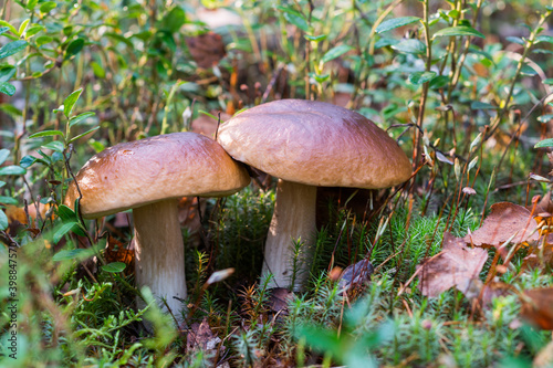 Fresh couple twins of boletus edulis fungus (penny bun or cep fungus). A brown safest edible mushroom in the early morning sunlight