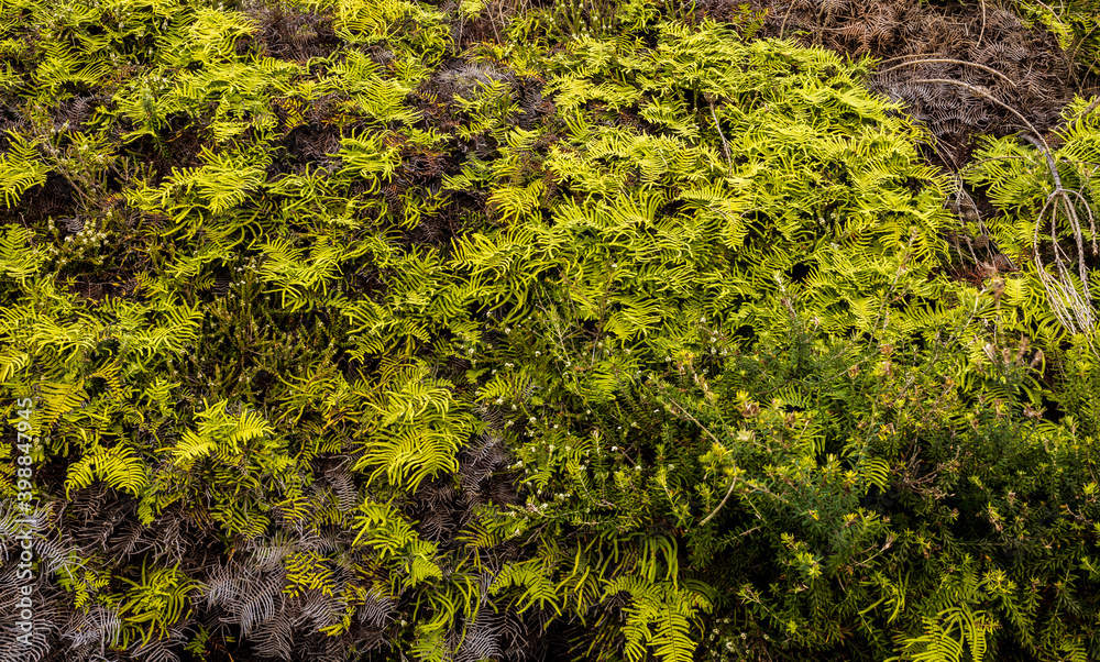 green ferns on the stone green ferns on the stone