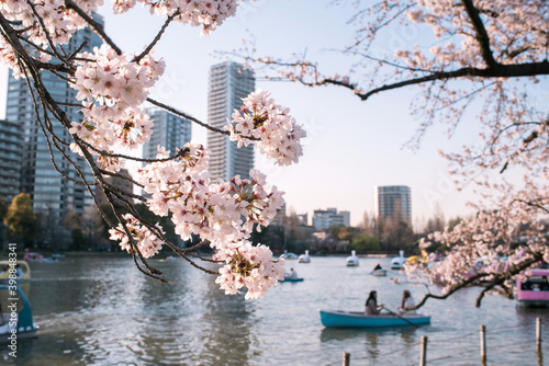 Tableau sur toile Cherry blossoms and people rowing boats on Shinobazu Pond in Ueno Park, Tokyo, J