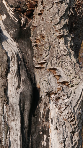 bark of a tree