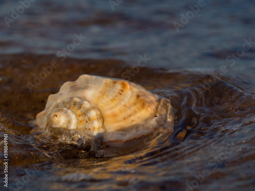 The shell is washed by the waves of the sea.
