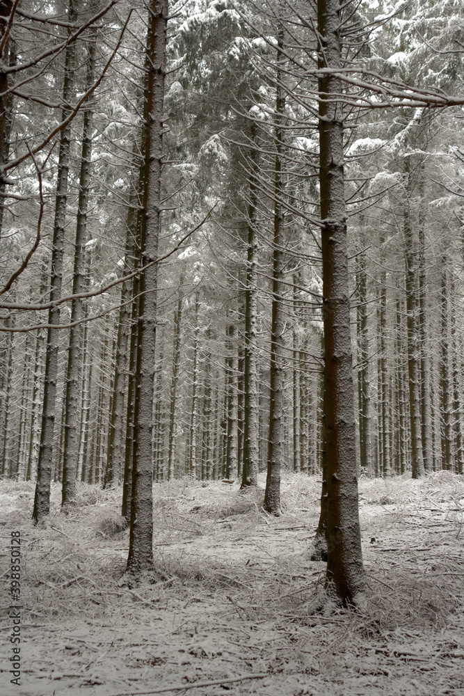 Fototapeta premium Winterwald