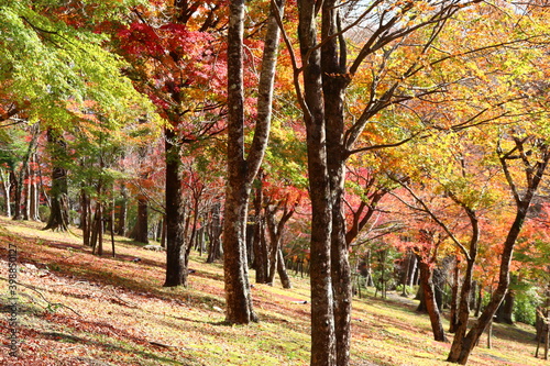 秋の林(富士霊園） 富士山のふもとにある冨士霊園は、霊峰冨士の眺めに加え手入れの行き届いた樹木に囲まれ、霊園ながら人々の憩いの場となっている。特に桜の名所として有名。