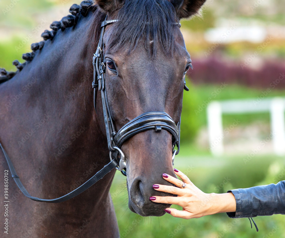 Fototapeta premium Portrait of a sporty bay red horse with a bridle and female hand.