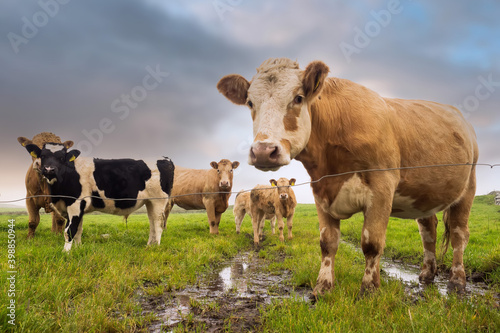 Green meadow with fresh grass. Herd of cows grazing grass. Haze in the background and cloudy sky  Selective focus. Agriculture background. West of Ireland