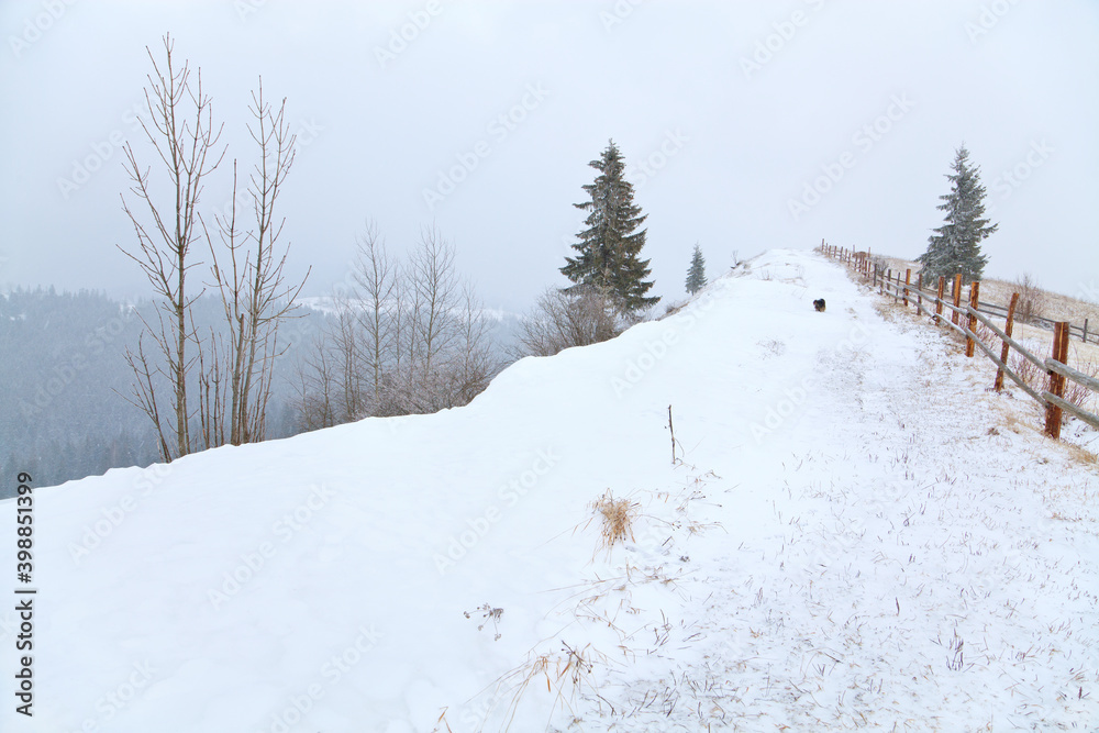 Obraz premium Bare trees on the mountain slope covered with snow; wooden fence across frozen pasture; mountains and spruce forest in the mist of snowfall. Ukraine, Carpathians.