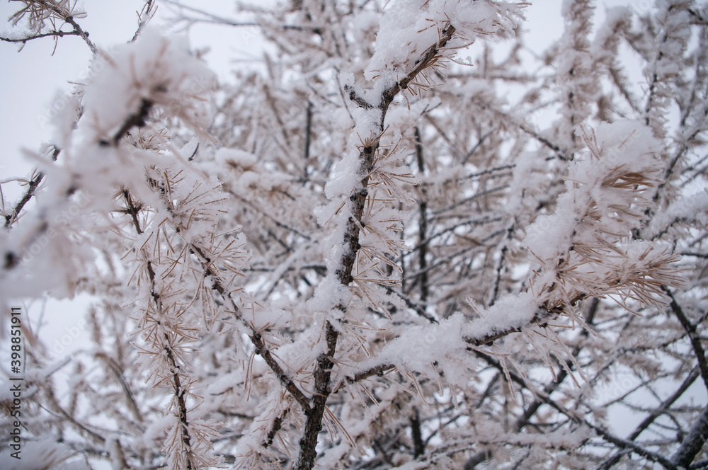 larch branches in the snow beginning of winter 2016 larch branches in the snow beginning of winter 2016