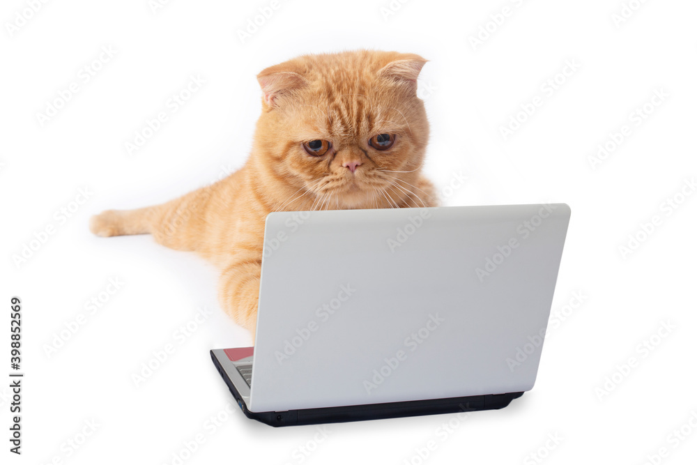 Little scottish fold cat using laptop computer searching something from internet. Little scottish fold cat using laptop computer searching something from internet.
