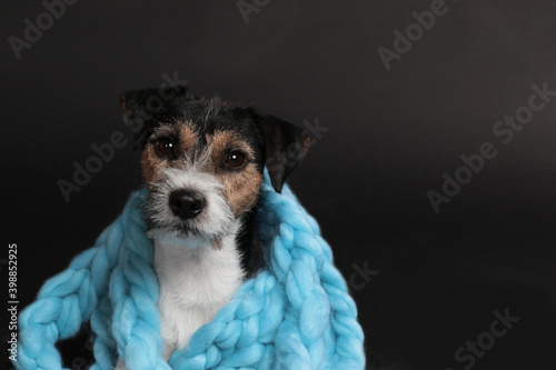 Fotografia Cute parson russell terrier dog wrapped in blue wool