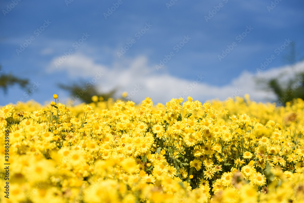 Flowers yellow field with yellow chrysanthemum in the garden and blue sky background, (Chrysanthemum morifolium Ramat). Flowers yellow field with yellow chrysanthemum in the garden and blue sky background, (Chrysanthemum morifolium Ramat).