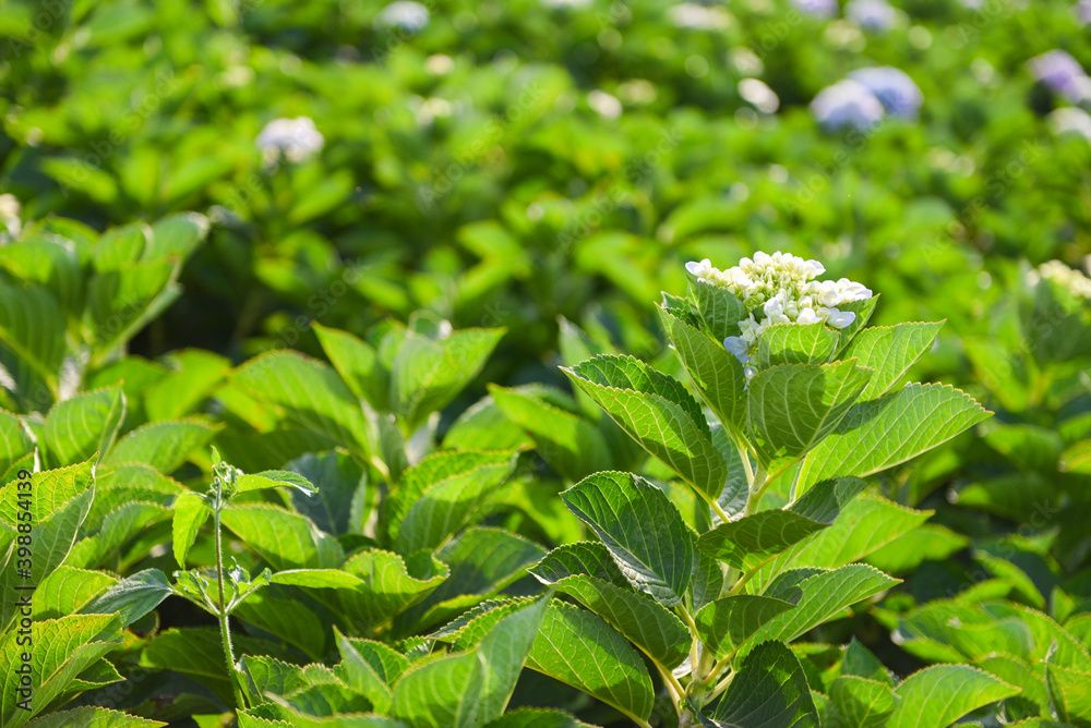 Hydrangea flowers field in the hydrangea garden beautiful flower bloom under the hot sunshine.