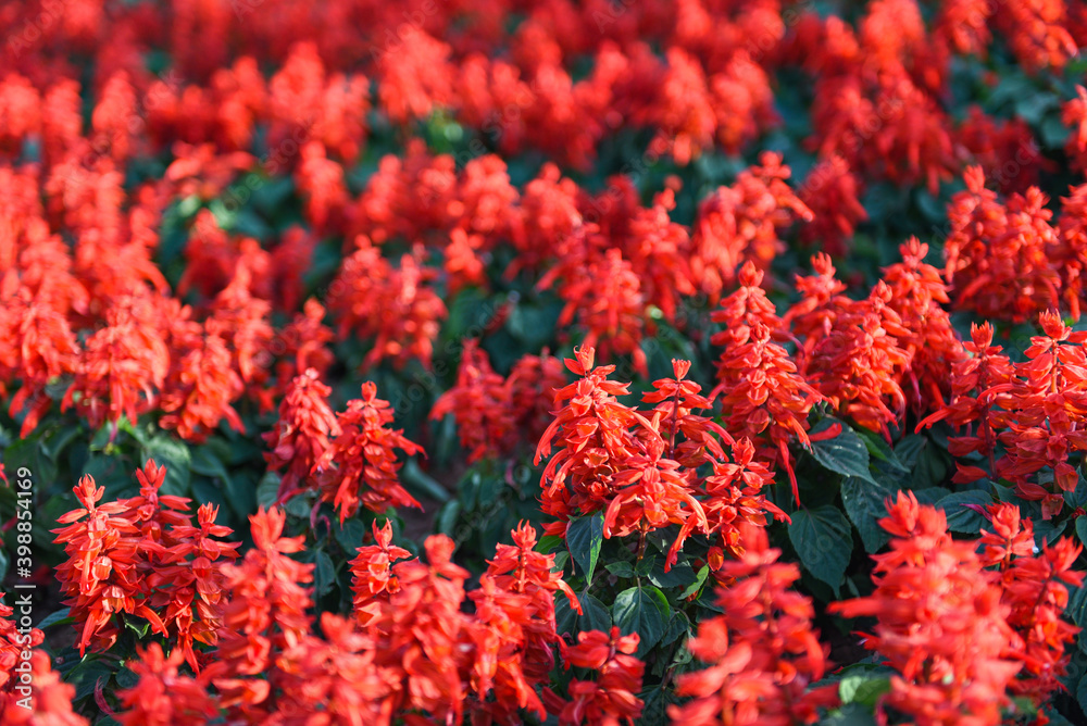 Salvia flowers in the garden, Beautiful blooming flowers Red Salvia (Salvia splendens). Salvia flowers in the garden, Beautiful blooming flowers Red Salvia (Salvia splendens).