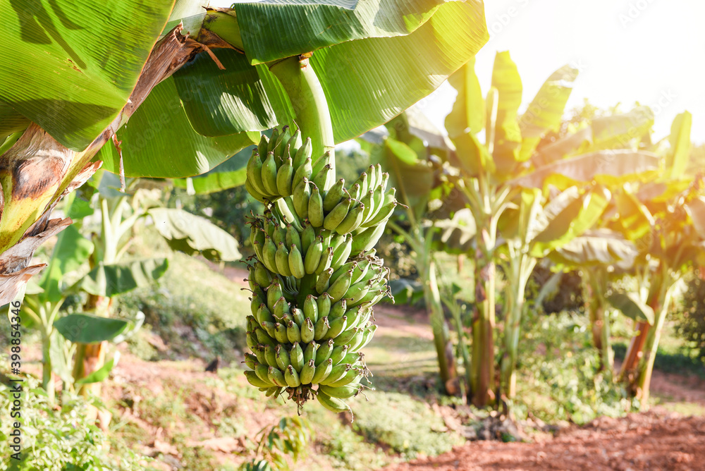 Fototapeta premium Green bananas in the garden on the banana tree agriculture plantation in Thailand summer fruit.