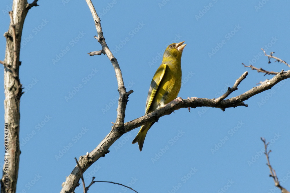 Bright greenfinch sits on a branch in the park against the blue sky. Urban green and yellow warbler in nature habitat. Bright greenfinch sits on a branch in the park against the blue sky. Urban green and yellow warbler in nature habitat.