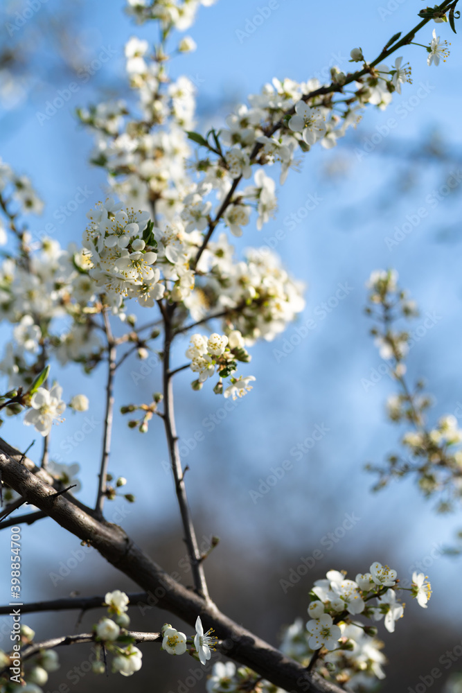 Apple flower bloom. Spring. Background for spring card. Apple flower bloom. Spring. Background for spring card.