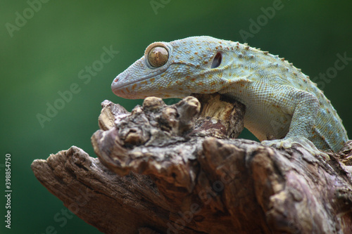 Tokay gecko on the wood