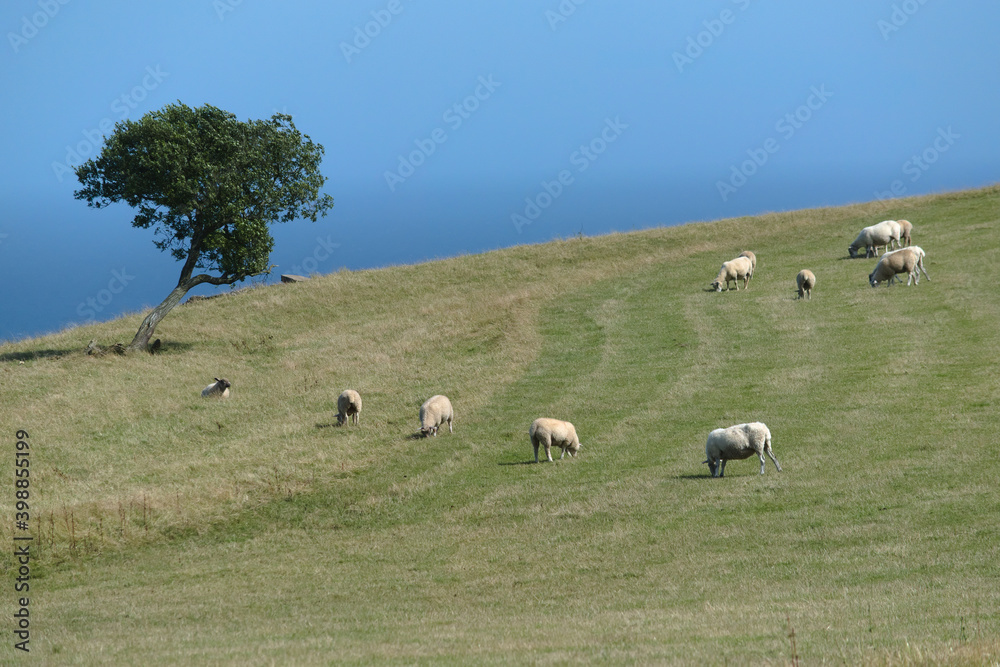 Sheep grazing in the meadow
