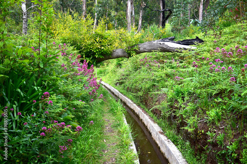 The Levada Nova, surrounded by beautiful flowers. Madeira, Portugal. photo