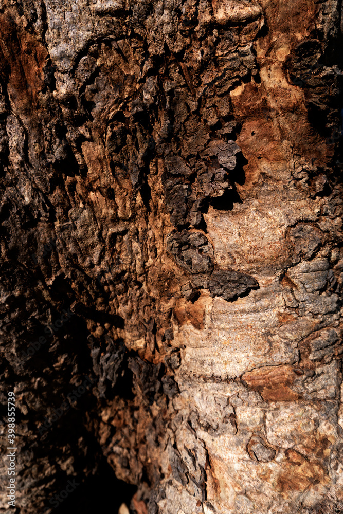 Close up the old dry aging dark red brown tree with natural curve pattern in an abstract texture raw skin with day light and shadow