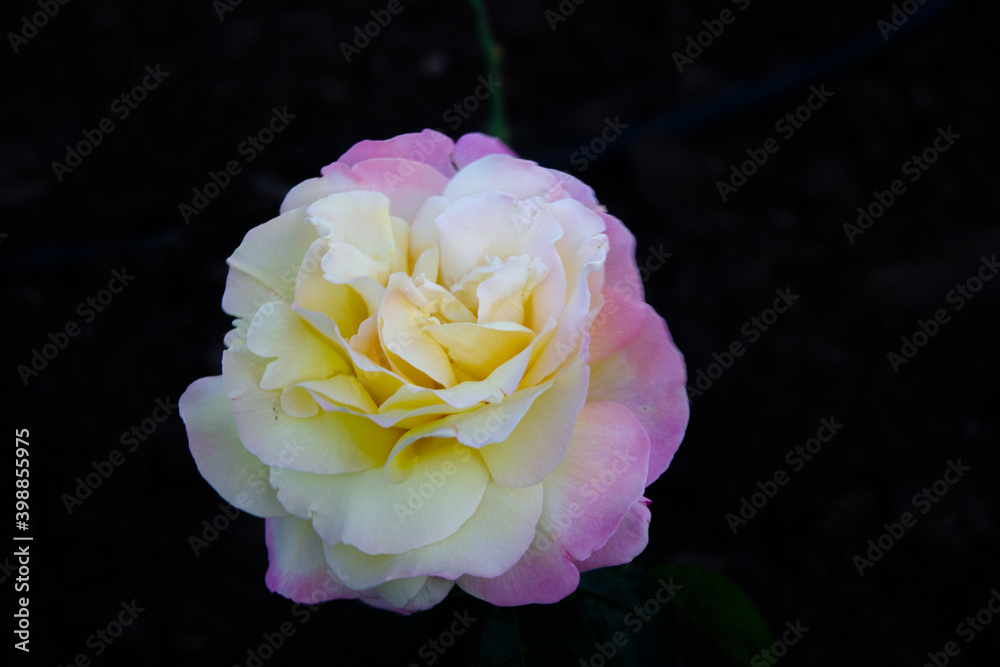 Beautiful white pink rose flower in nature on a dark background
Beautiful white pink rose flower in nature on a dark background