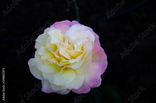 Beautiful white pink rose flower in nature on a dark background	
