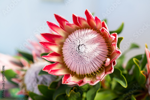 Pink King Protea Flower photo