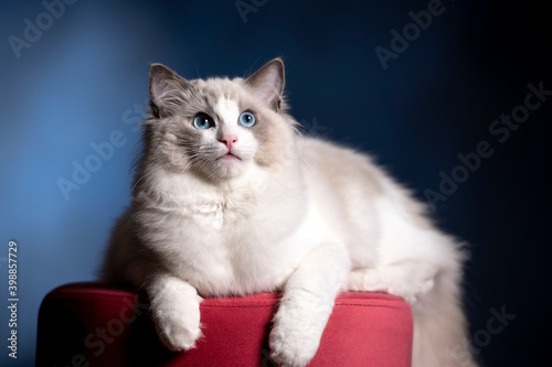 Ragdoll, cat with blue eyes