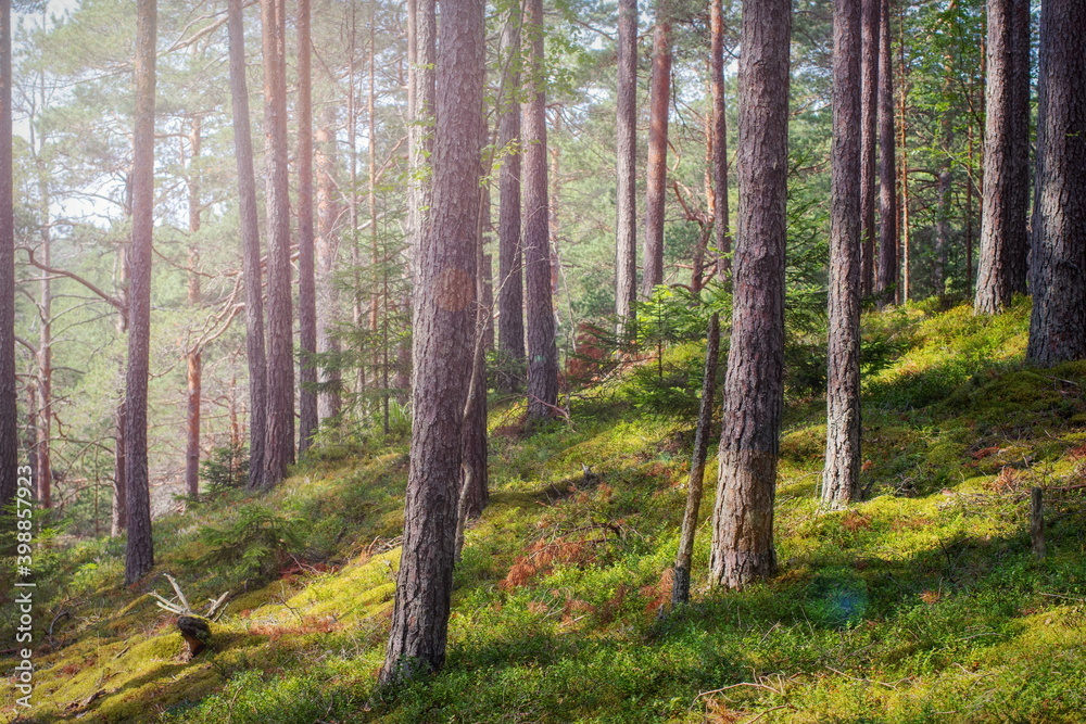 August forest etude-landscape with the Northern nature of Russia in a pine forest August forest etude-landscape with the Northern nature of Russia in a pine forest