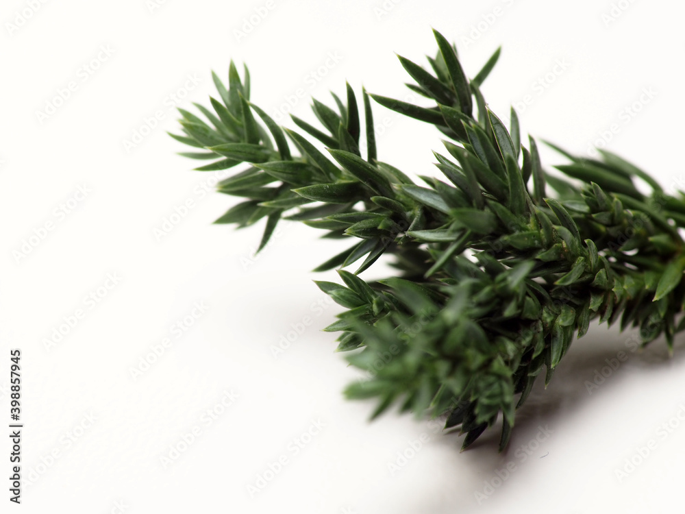 Fototapeta premium Close up shoot of Juniperus Rigida / Temple Juniper leaf, capture on a white isolated background 