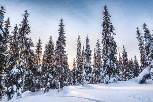 Winter Christmas forest on the mountainside. Snow-covered fir trees in the winter forest.