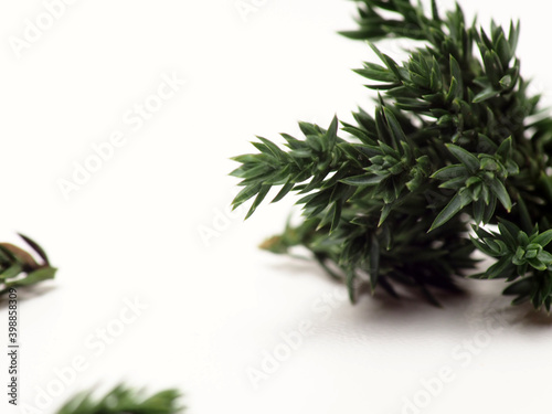 Close up shoot of Juniperus Rigida   Temple Juniper leaf  capture on a white isolated background 