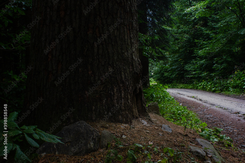 Huge mature trees (fir) stands at the forest road. Caucasus Huge mature trees (fir) stands at the forest road. Caucasus