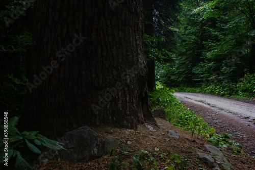 Huge mature trees (fir) stands at the forest road. Caucasus