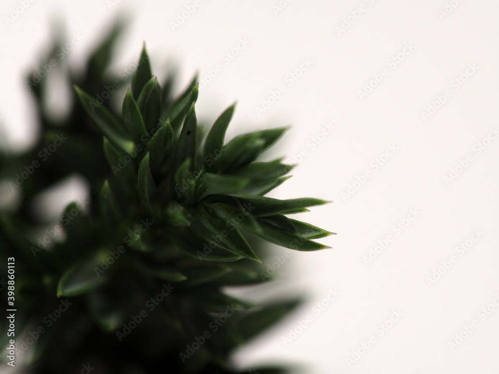 Close up shoot of Juniperus Rigida / Temple Juniper leaf, capture on a white isolated background Close up shoot of Juniperus Rigida / Temple Juniper leaf, capture on a white isolated background