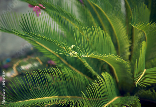 Cycas Revoluta  also known as sago palm  closeup of leaves