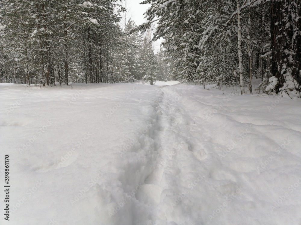 Fototapeta premium road in winter forest