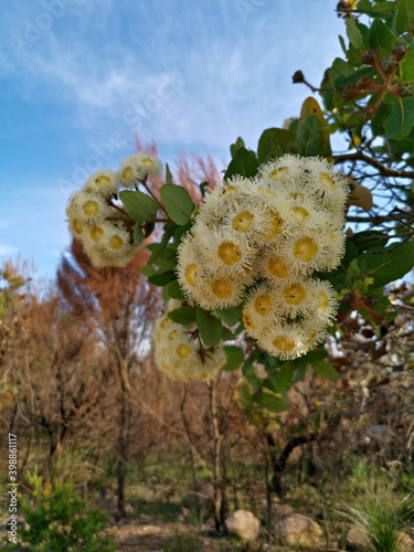 Photography Beautiful view of colorful flowers along a hiking trail in the national park, Ma