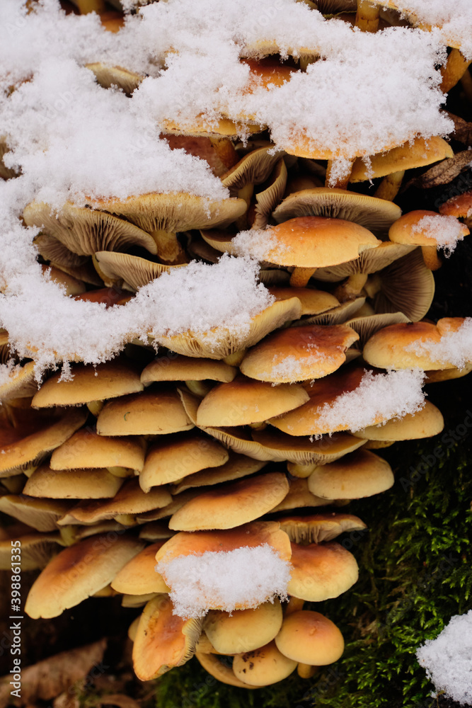 Mushroom cluster in snow