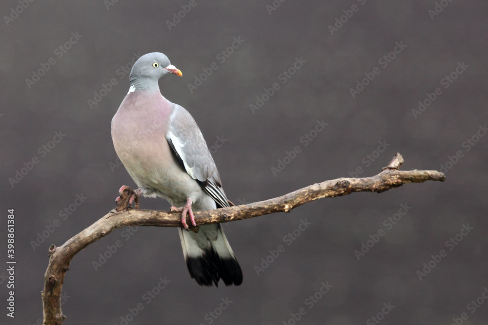 The common wood pigeon (Columba palumbus) on a branch with brown background The common wood pigeon (Columba palumbus) on a branch with brown background