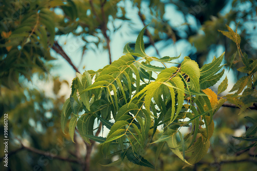 Quadro em tela Neem, Nimtree or Indian Lilac (azadirachta indica) tree, closeup of leaf and branches