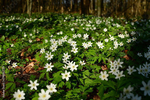 Fototapeta Naklejka Na Ścianę i Meble -  Weiße Blume eines Buschwindröschen im Wald 