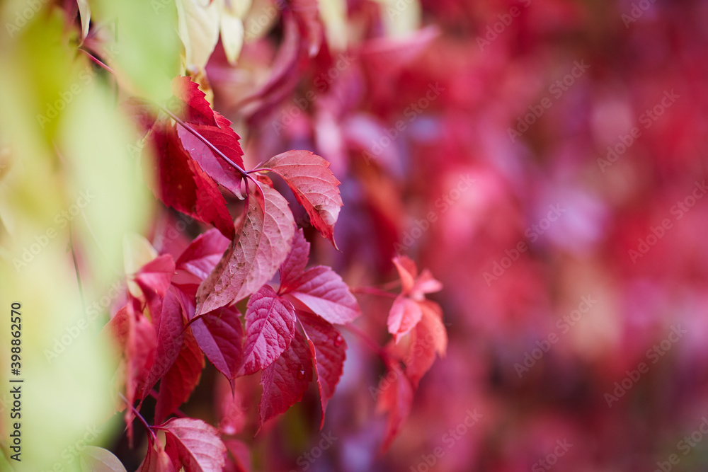 Fototapeta premium nature bagground with red leaves